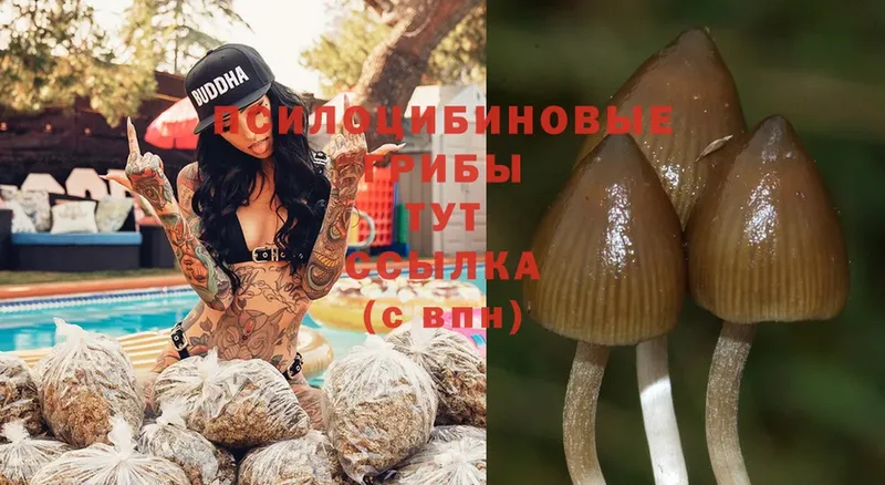 Псилоцибиновые грибы MAGIC MUSHROOMS  KRAKEN зеркало  Байкальск 